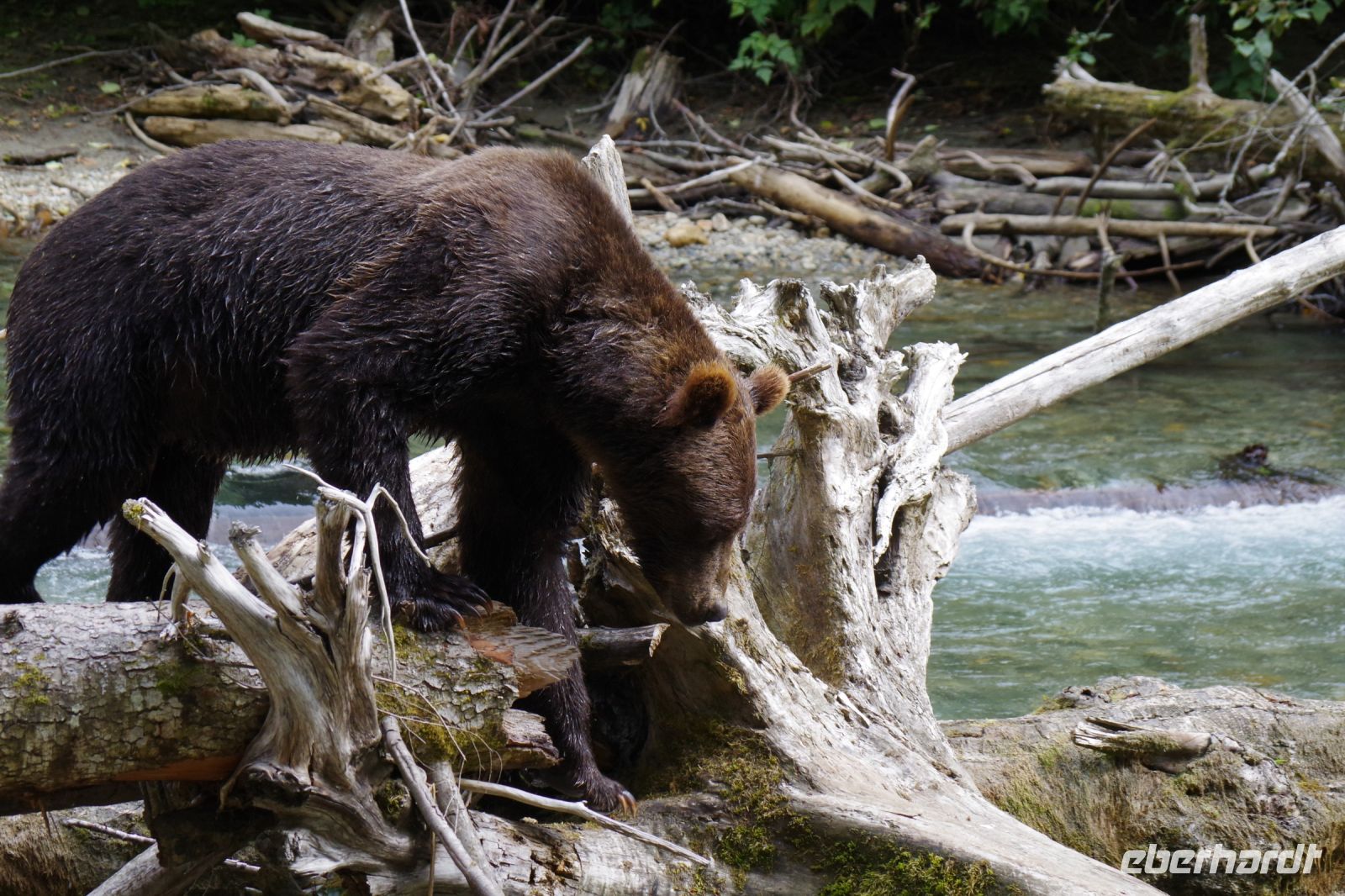 Grizzly Bär 20