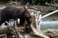 Grizzly Bär 20