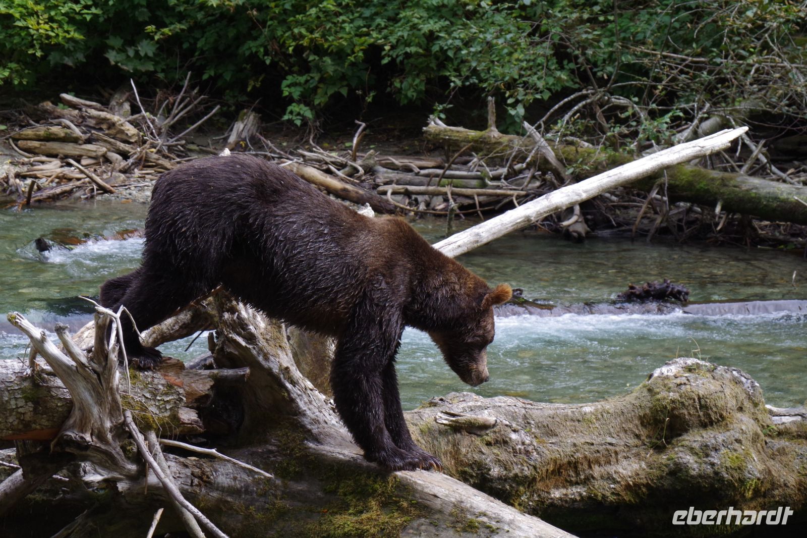 Grizzly Bär 21