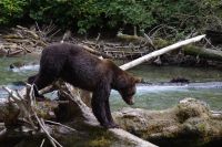 Grizzly Bär 21
