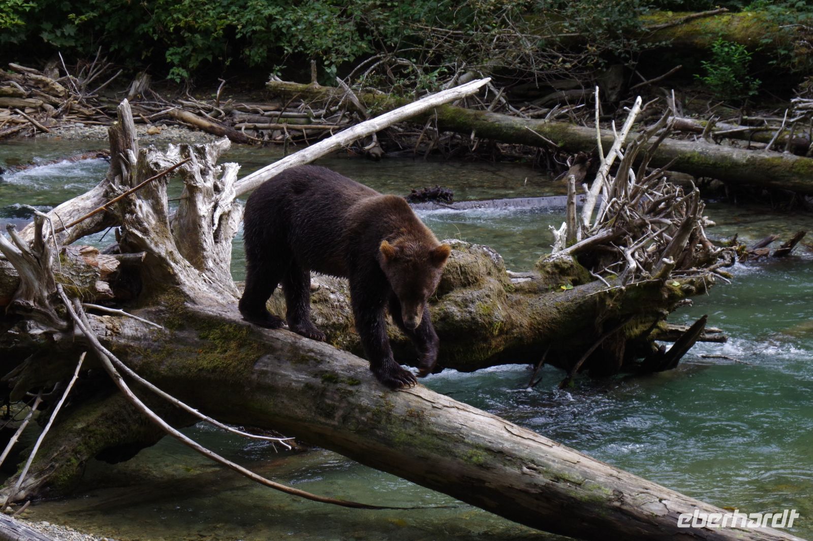 Grizzly Bär 22