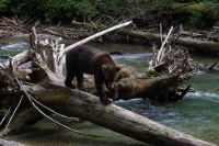 Grizzly Bär 22