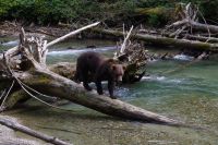 Grizzly Bär 23