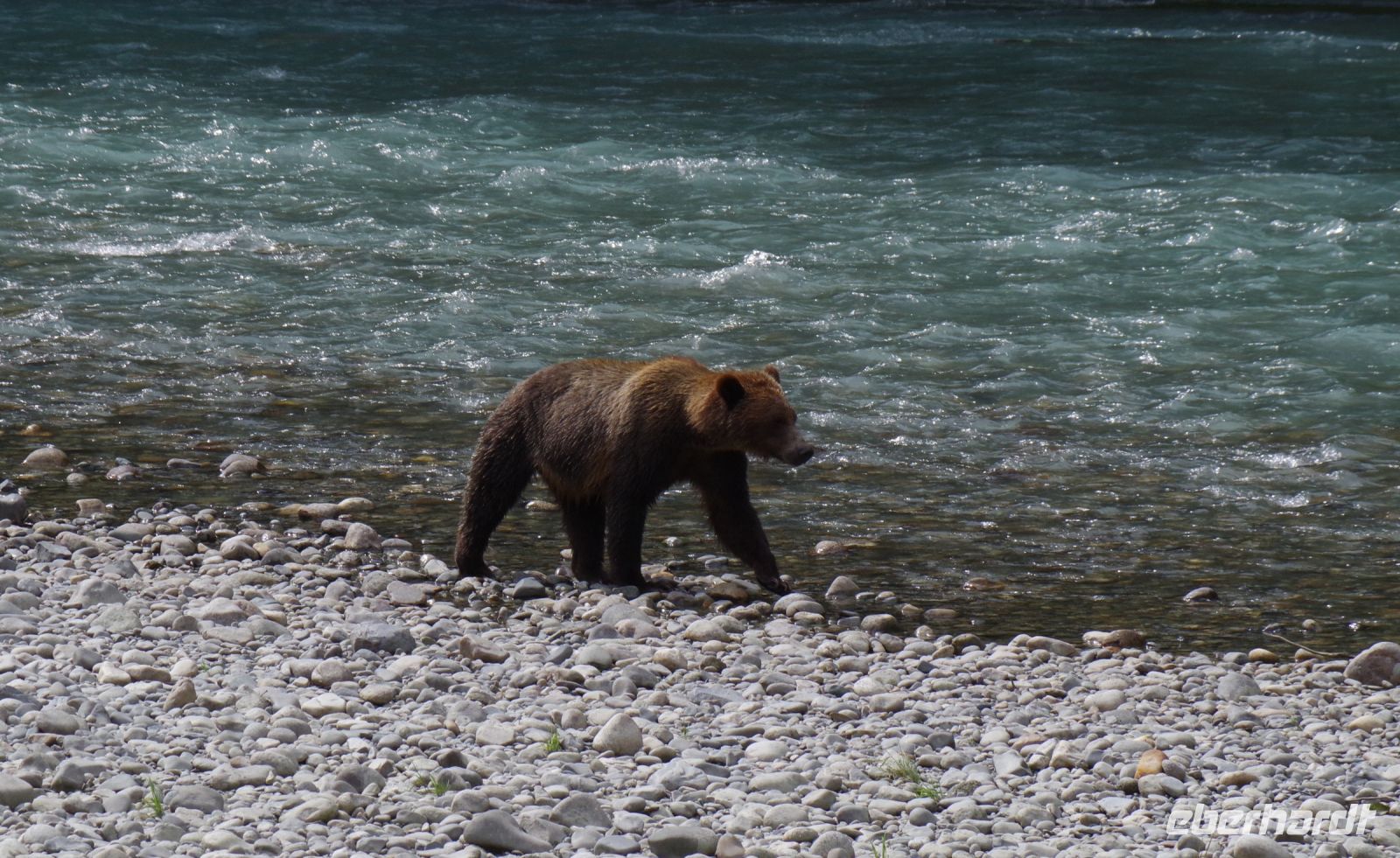 Grizzly Bär 24