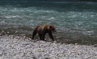 Grizzly Bär 24