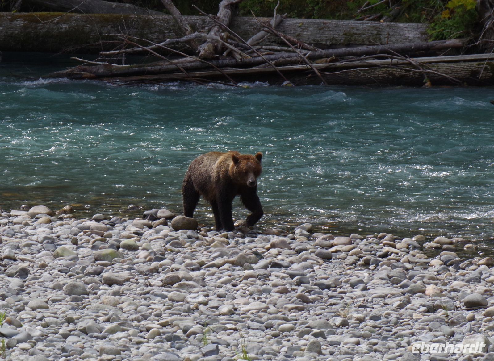 Grizzly Bär 25