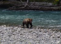 Grizzly Bär 25