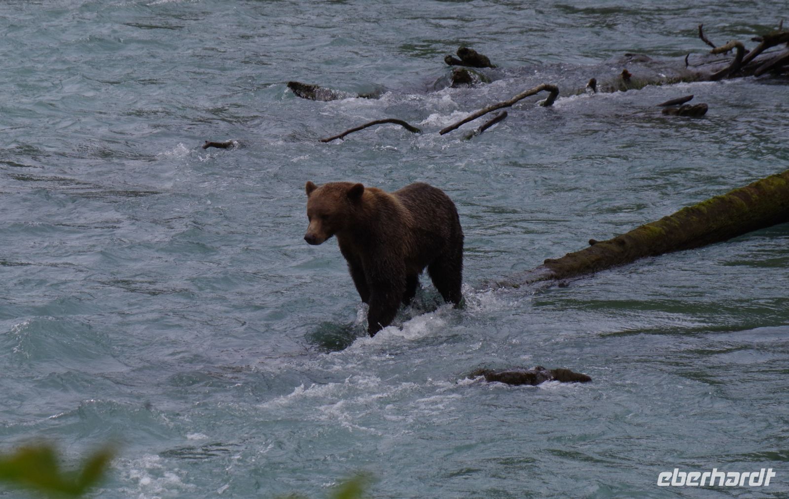Grizzly Bär 26