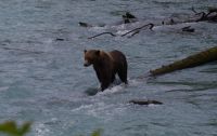 Grizzly Bär 26