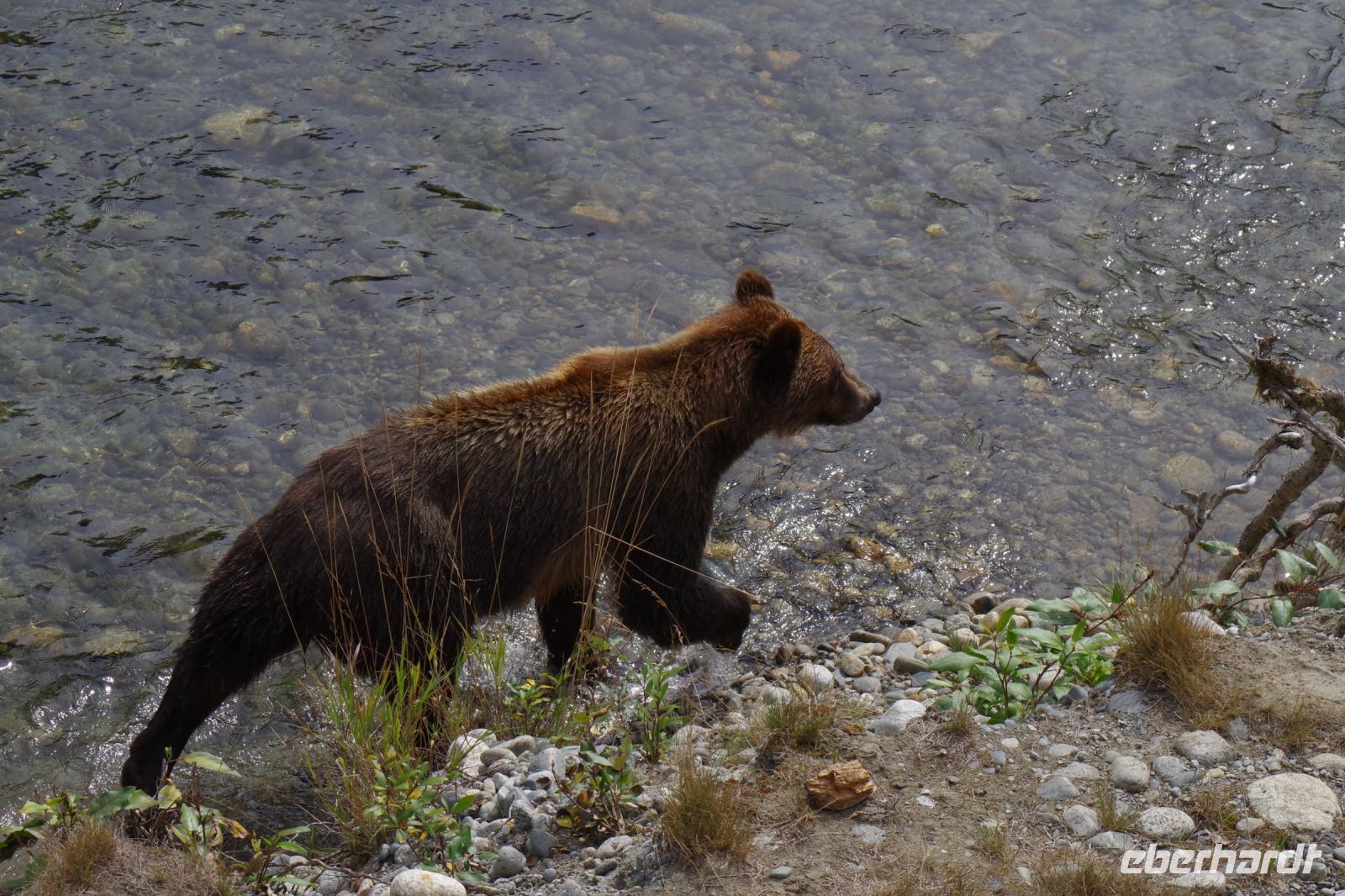 Grizzly Bär 3