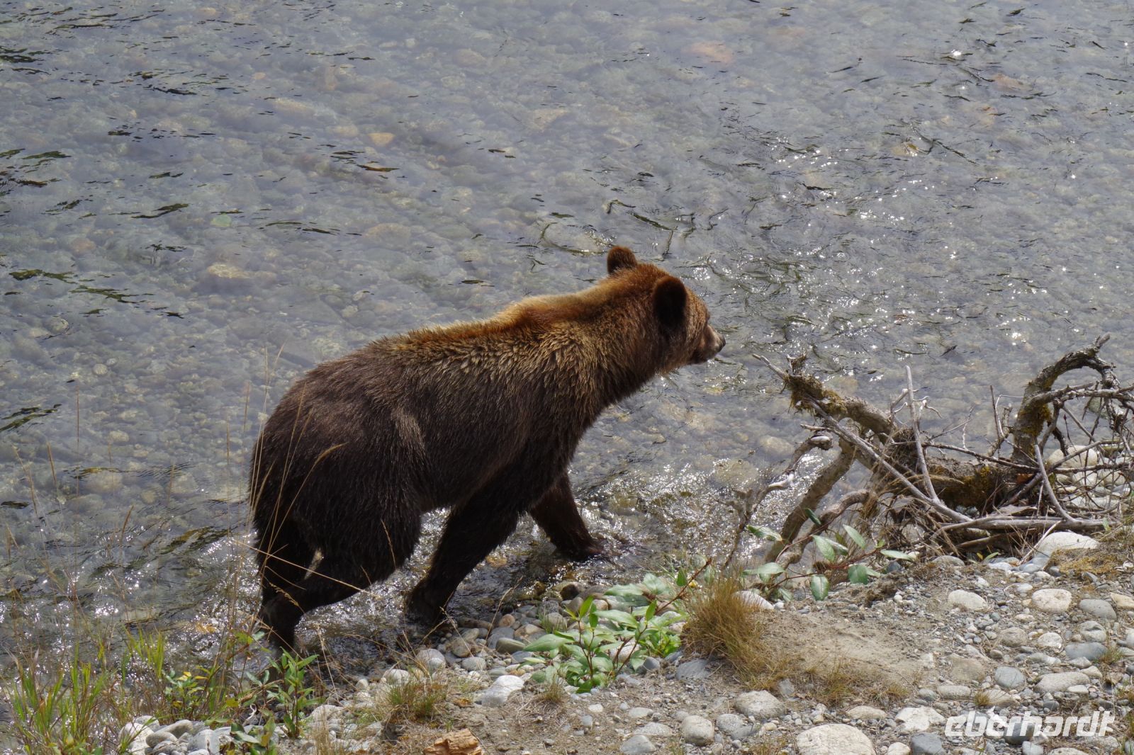 Grizzly Bär 5