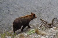 Grizzly Bär 5
