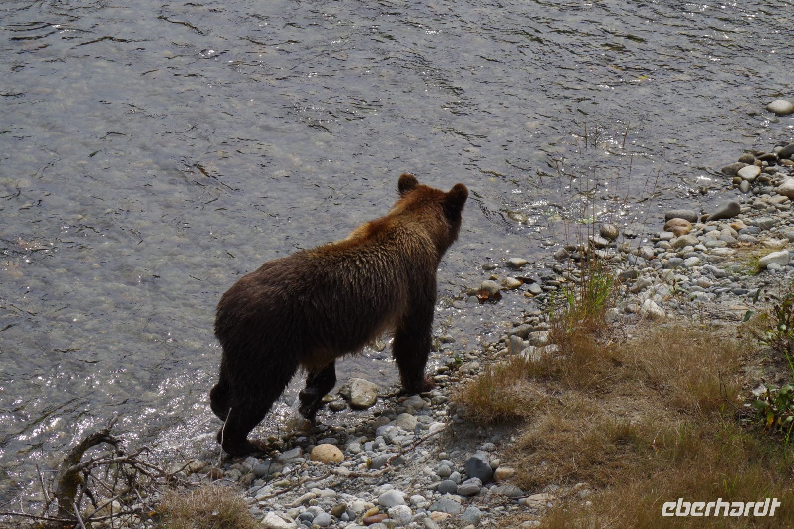 Grizzly Bär 6