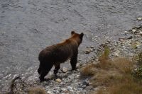 Grizzly Bär 6