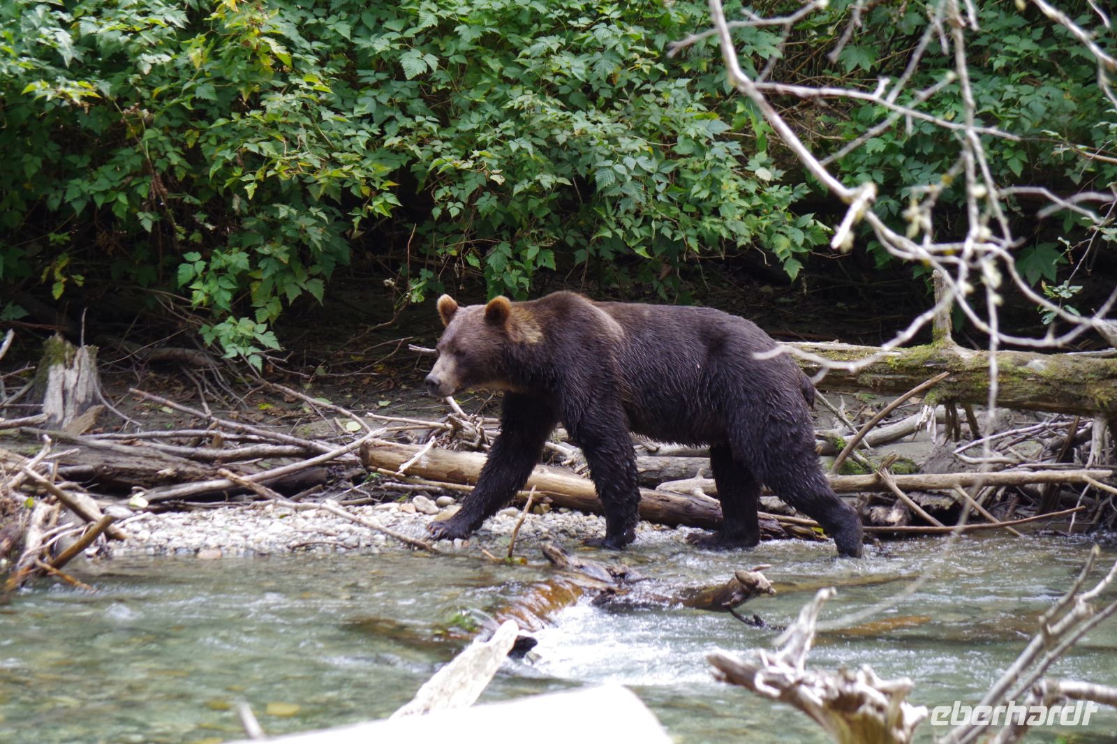 Grizzly Bär 9