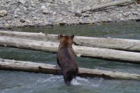 Grizzly Bär beim Lachsfang 4