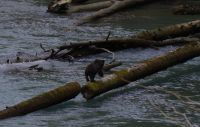 Grizzly Baby beim Fluss überqueren 4