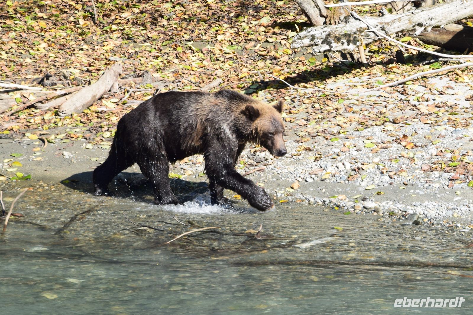 Grizzly