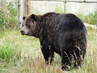 Grizzly