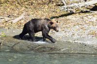 Grizzly