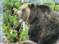 Grizzlybär 