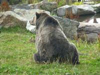 Grizzlybär 