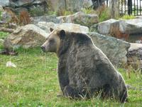Grizzlybär 