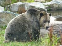 Grizzlybär 