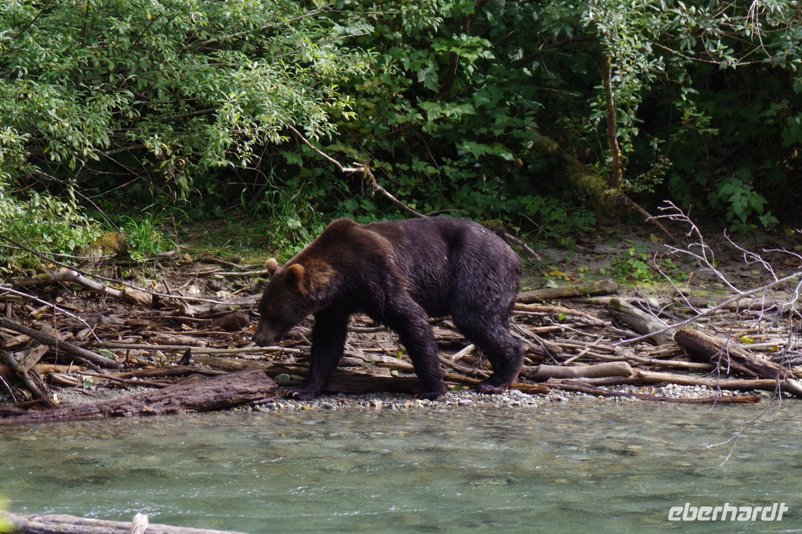 Grizzlybär 8