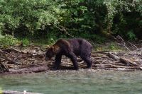 Grizzlybär 8