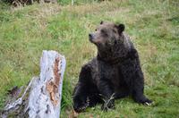 Grizzlybär