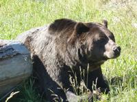 Grizzlys auf dem Grouse Mountain