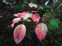 Herbst