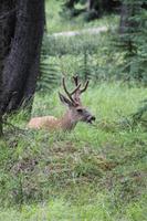 Hirsch