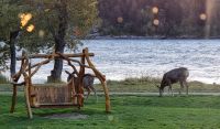 Hirsche an unserem Hotel am Waterton Lake