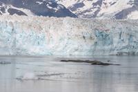 Hubbard Gletscher