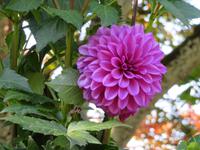 IMG_0697