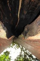 Im Cathedral Grove