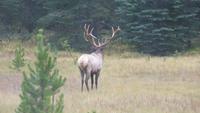 Im Jasper Nationalpark