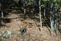 Im Omega Wildpark