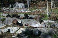Im Omega Wildpark