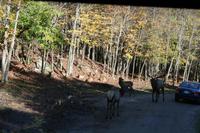 Im Omega Wildpark