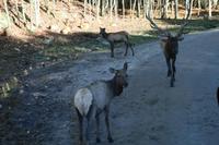 Im Omega Wildpark