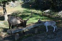 Im Omega Wildpark