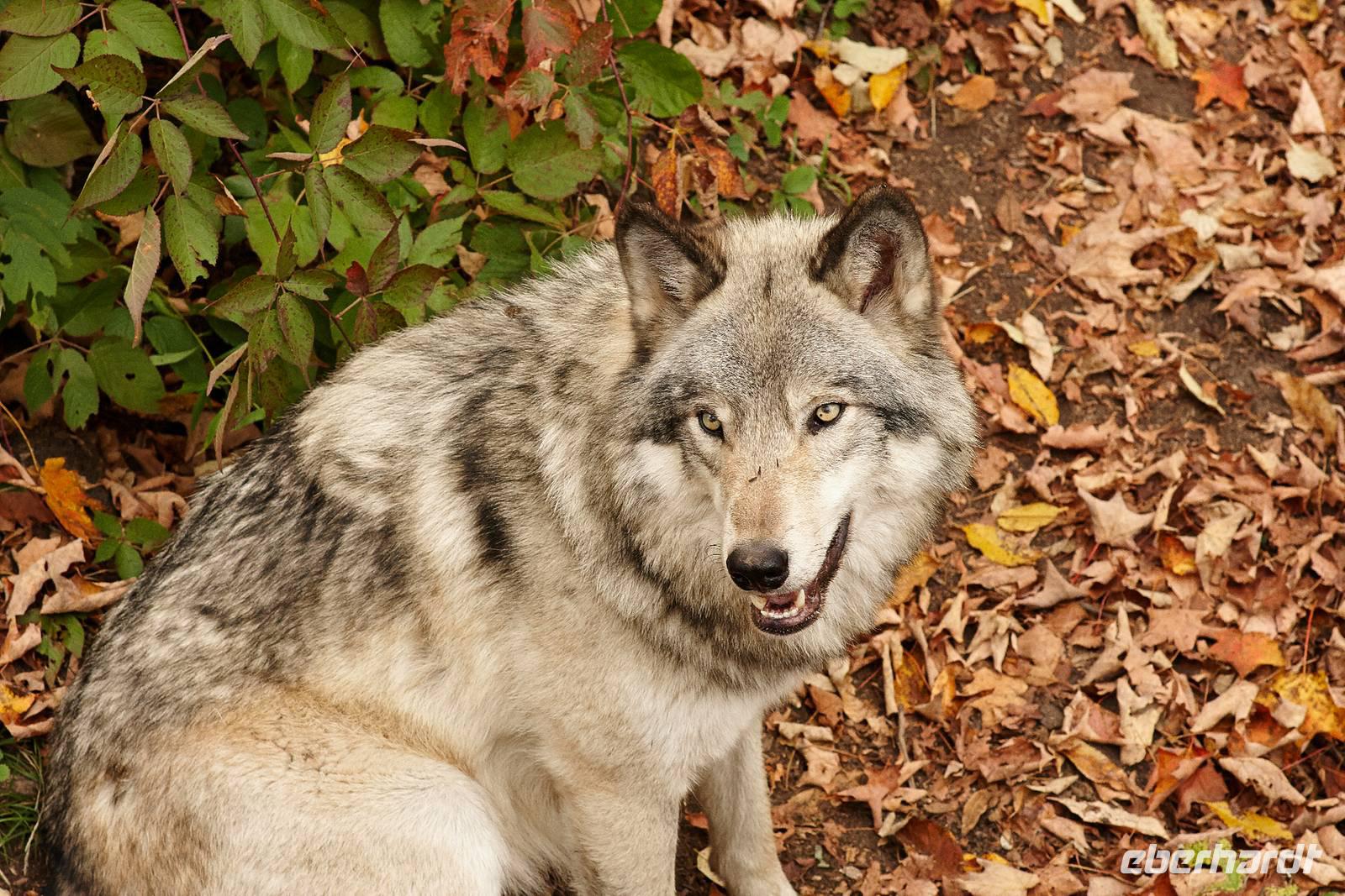 Im Omega-Wildpark