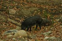 Im Omega-Wildpark