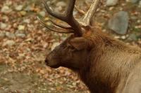 Im Omega-Wildpark