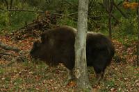 Im Omega-Wildpark