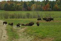 Im Omega-Wildpark