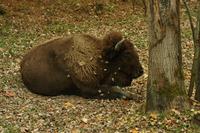 Im Omega-Wildpark